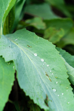 露珠叶子植物春夏天