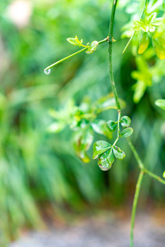 藤蔓叶子植物春夏天