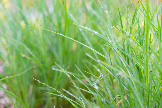 小草雨季叶子植物春夏天