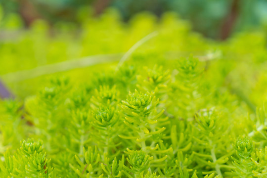 雨水叶子植物春夏天