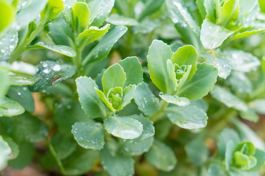 多肉雨滴露珠叶子植物春夏天