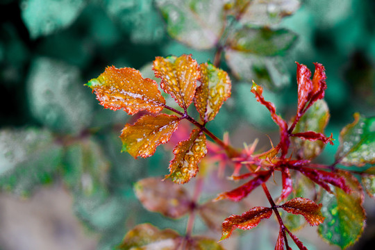 特写雨水叶子植物春夏天