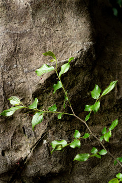 岩石发芽叶子植物春夏天
