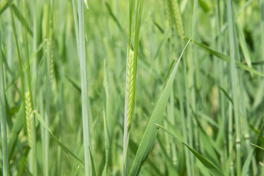 小麦麦穗小满