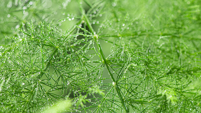 绿色植物水珠雨水