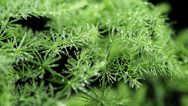 绿色植物水珠雨水