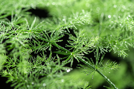 绿色植物水珠雨水