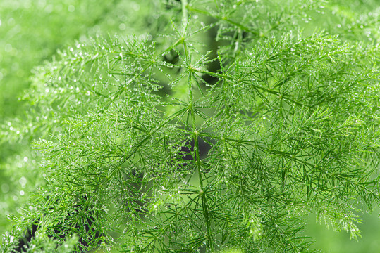 绿色植物水珠雨水