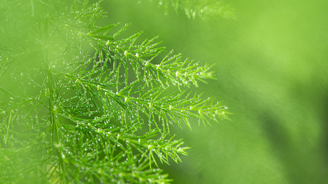 绿色植物水珠雨水