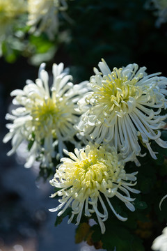 菊花