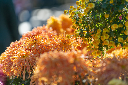 菊花
