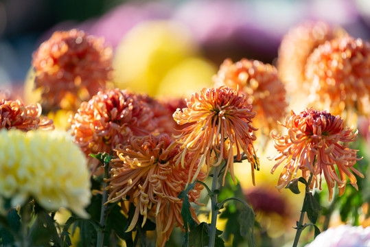 菊花