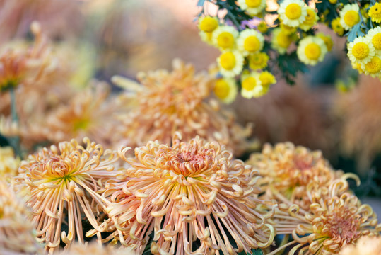 菊花