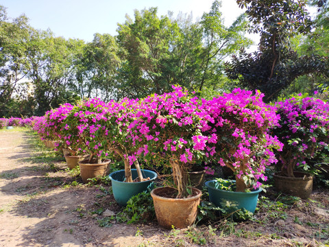 杜鹃花盆景