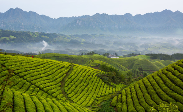 鹤峰木耳山茶园