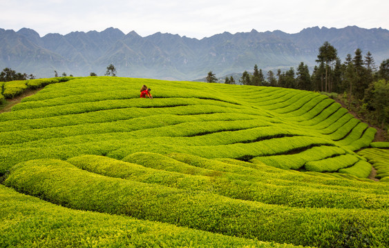 鹤峰木耳山茶园