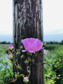 一支蔷薇花