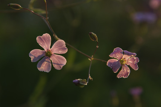 麦蓝菜花