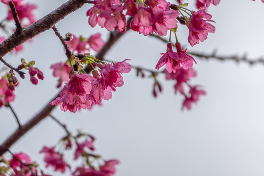 春天的花