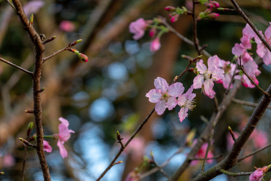 春天的花