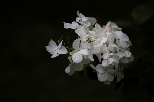 绣球花