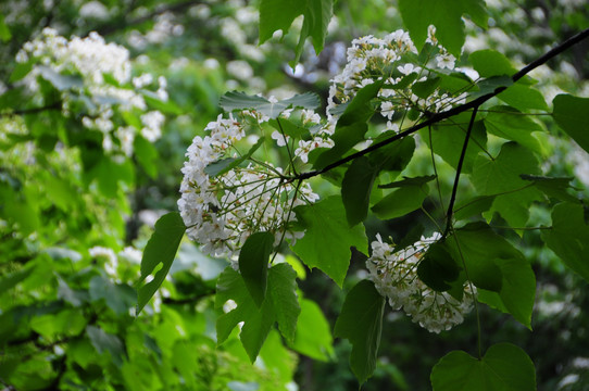 油桐花