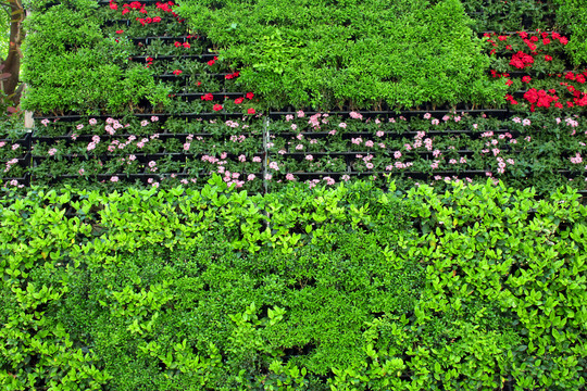 绿色植物背景墙