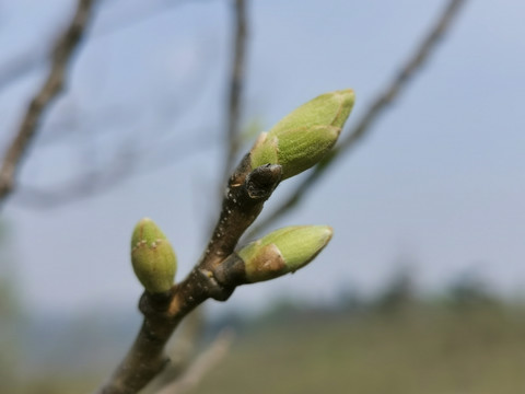 板栗树发芽