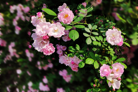 蔷薇花