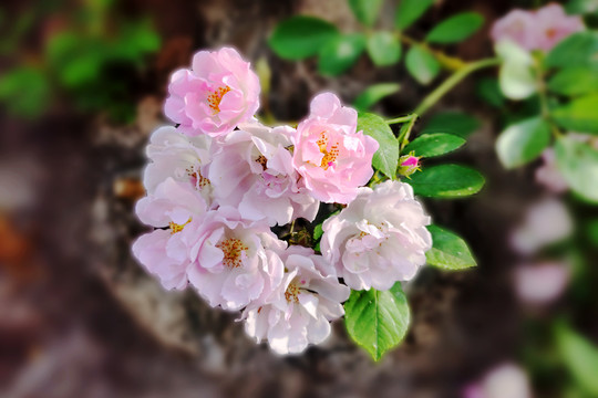 粉色蔷薇花特写