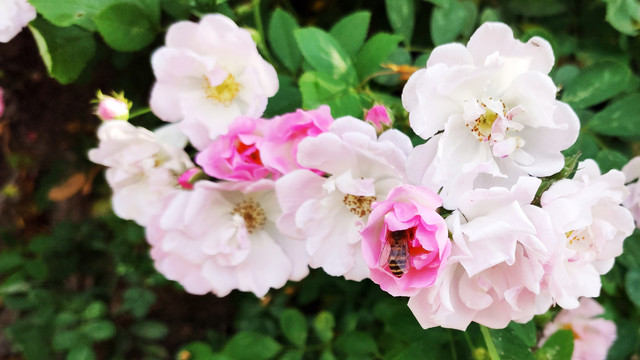 蔷薇花