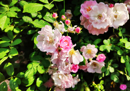 蔷薇花