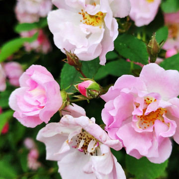 蔷薇花特写