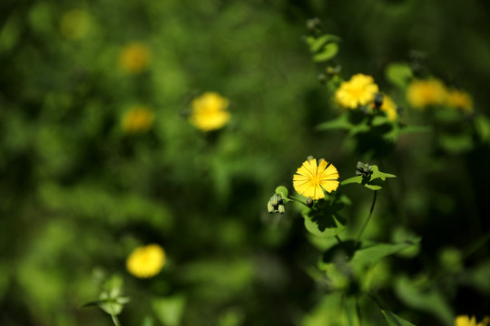 小黄花