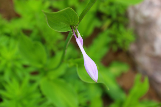 绿花