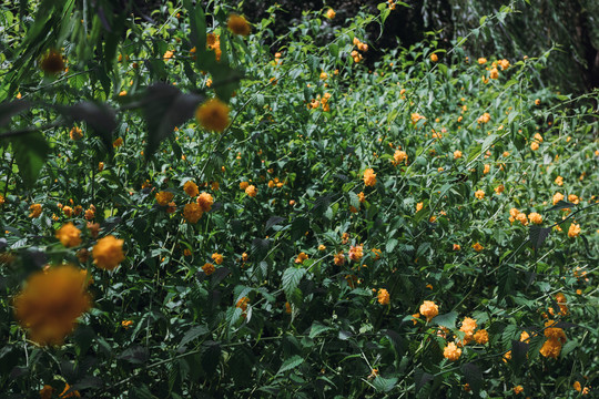 公园小路季节花草