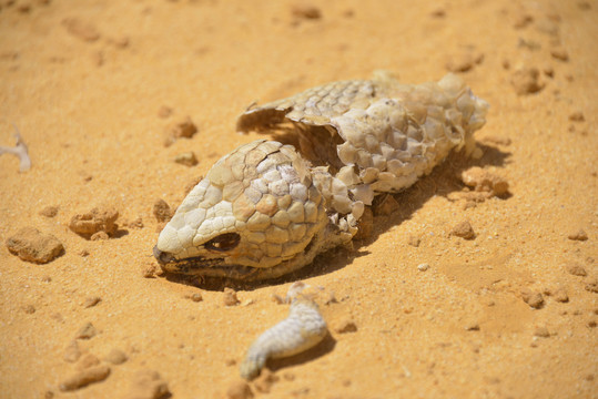 沙漠中的蛇遗骸