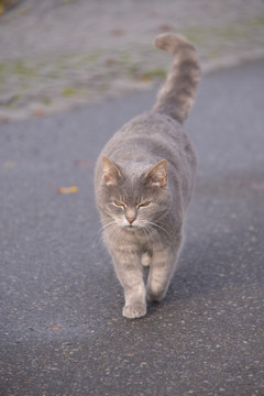 德国康斯坦茨猫