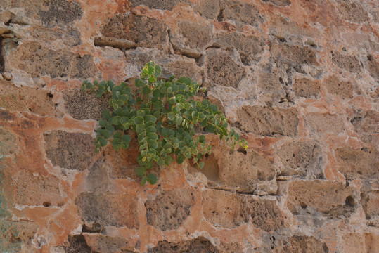 墙上生长的绿色植物