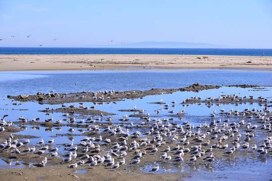 马里布泻湖州立海滩上的鸟类