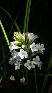 泽珍珠菜