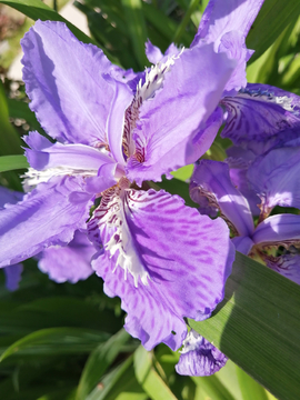 烂草花
