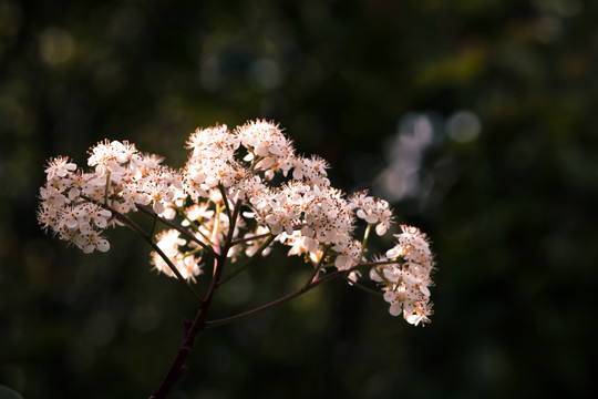 石楠花