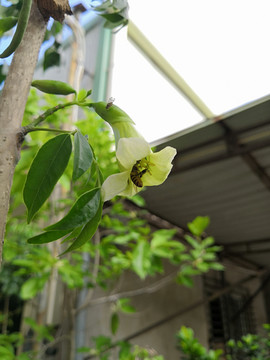 绿宝树花