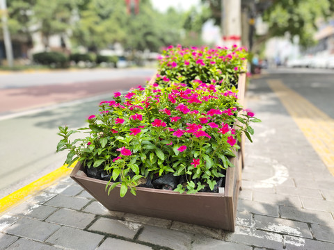 道路景观花