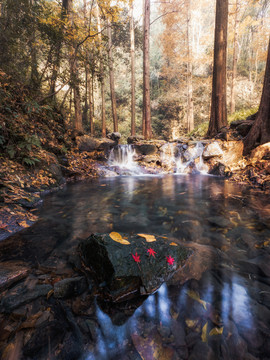 杭州西湖九溪烟树秋日风景