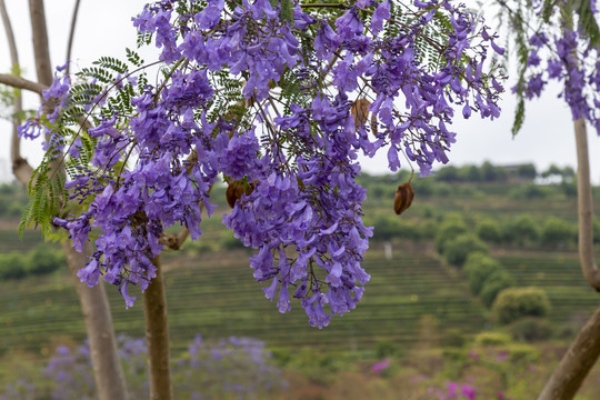 蓝花楹