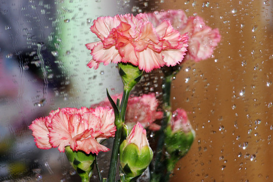 花与水滴
