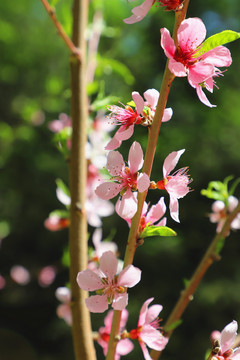 唯美桃花