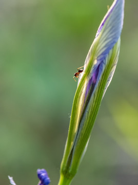 马兰花